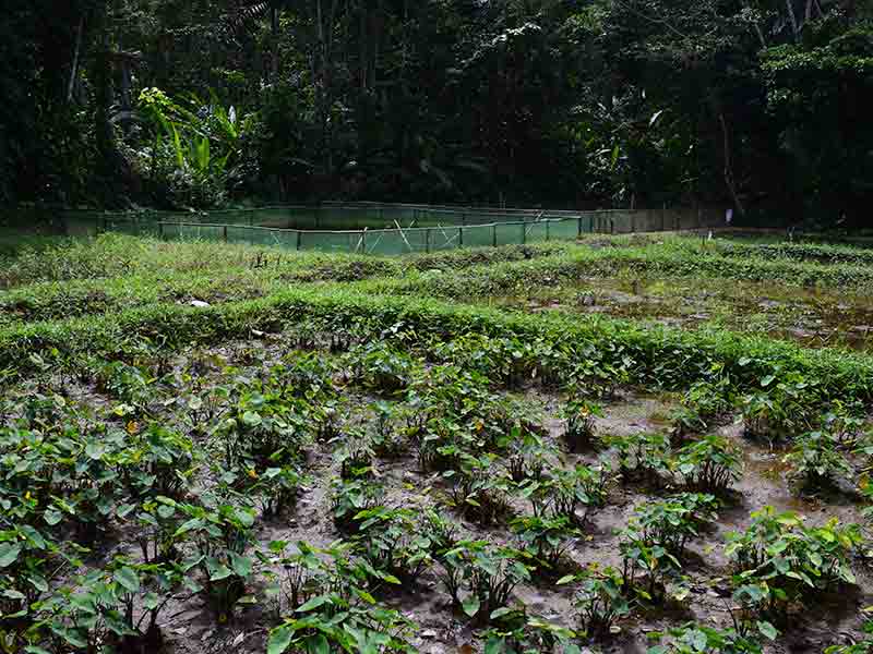 Permaculture_and_Community_27