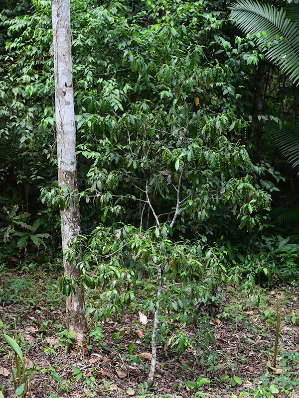 Sustainable_Chakruna_Production