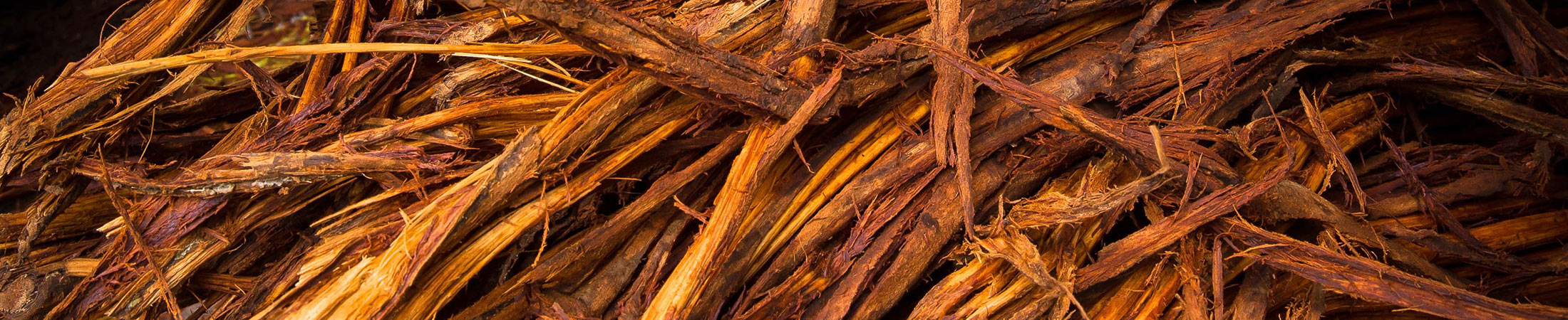 Ayahuasca Vine