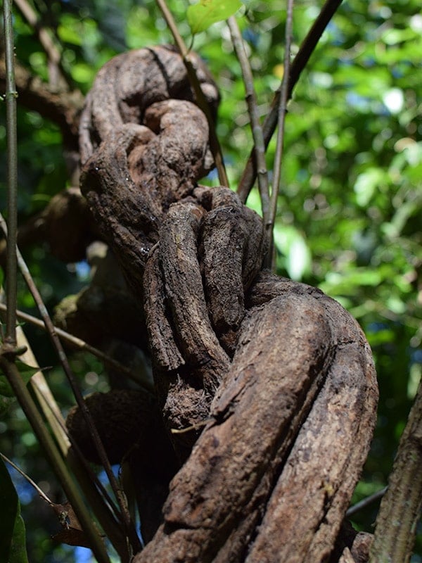 Healing_with_Ayahuasca_2