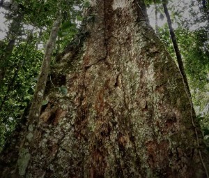Shihuahuaco