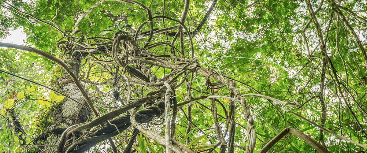 Ayahuasca