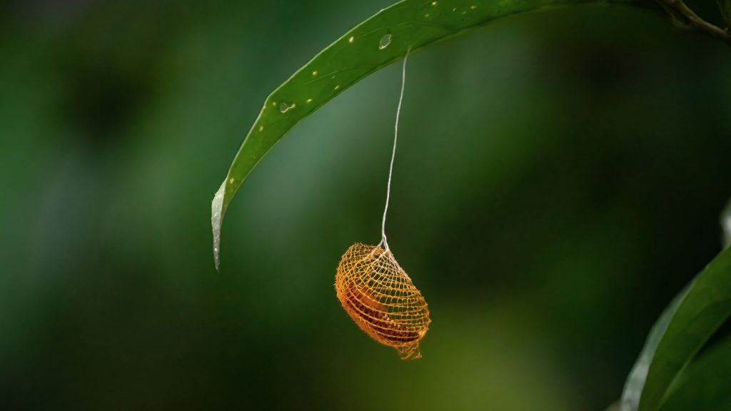 The Temple of the Way of Light Ayahuasca Safety