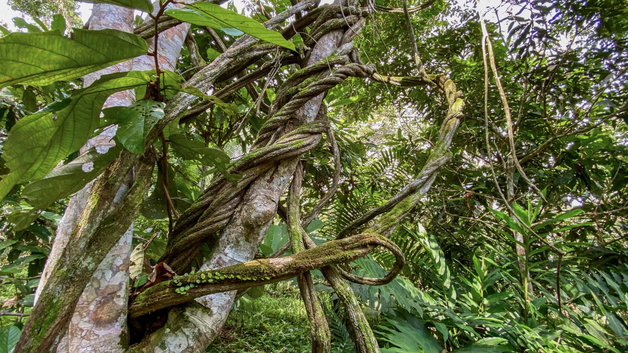 Ayahuasca Dieta: What To Eat & Avoid Before And After A Retreat