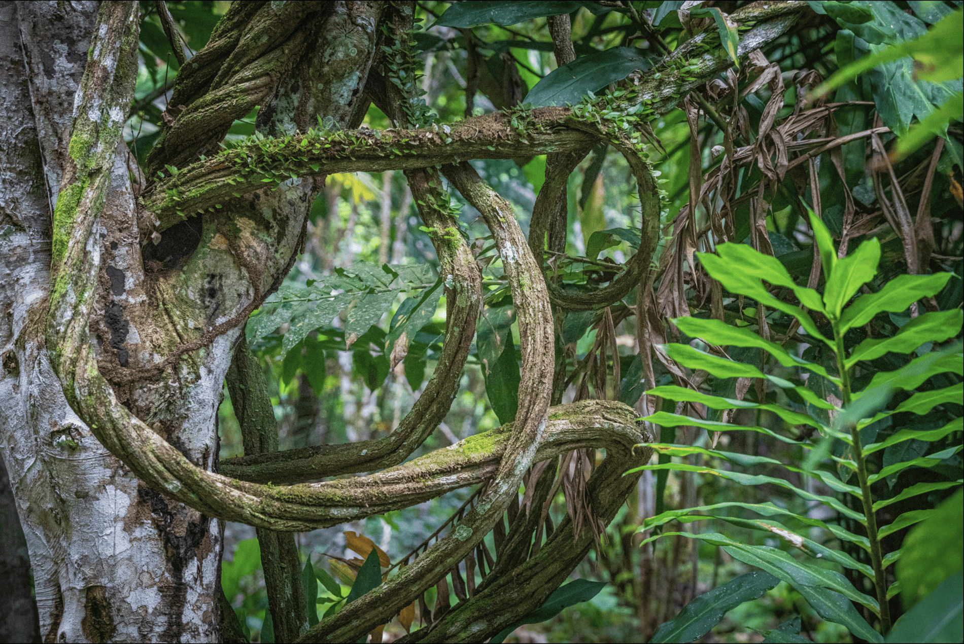 Study Ayahuasca Intake Increases MindfulnessRelated Capacities