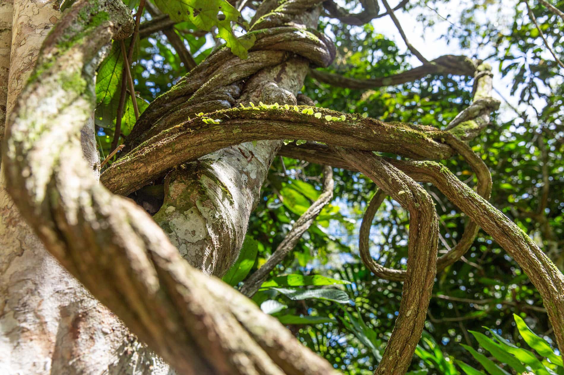 Regenerative Ayahuasca Production | Sustainable & Respectful