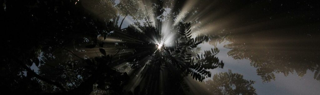 Light through Forest