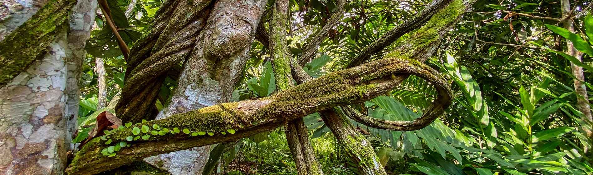 Ayahuasca Shamanism: Shipibo Tradition & Ancient Healing