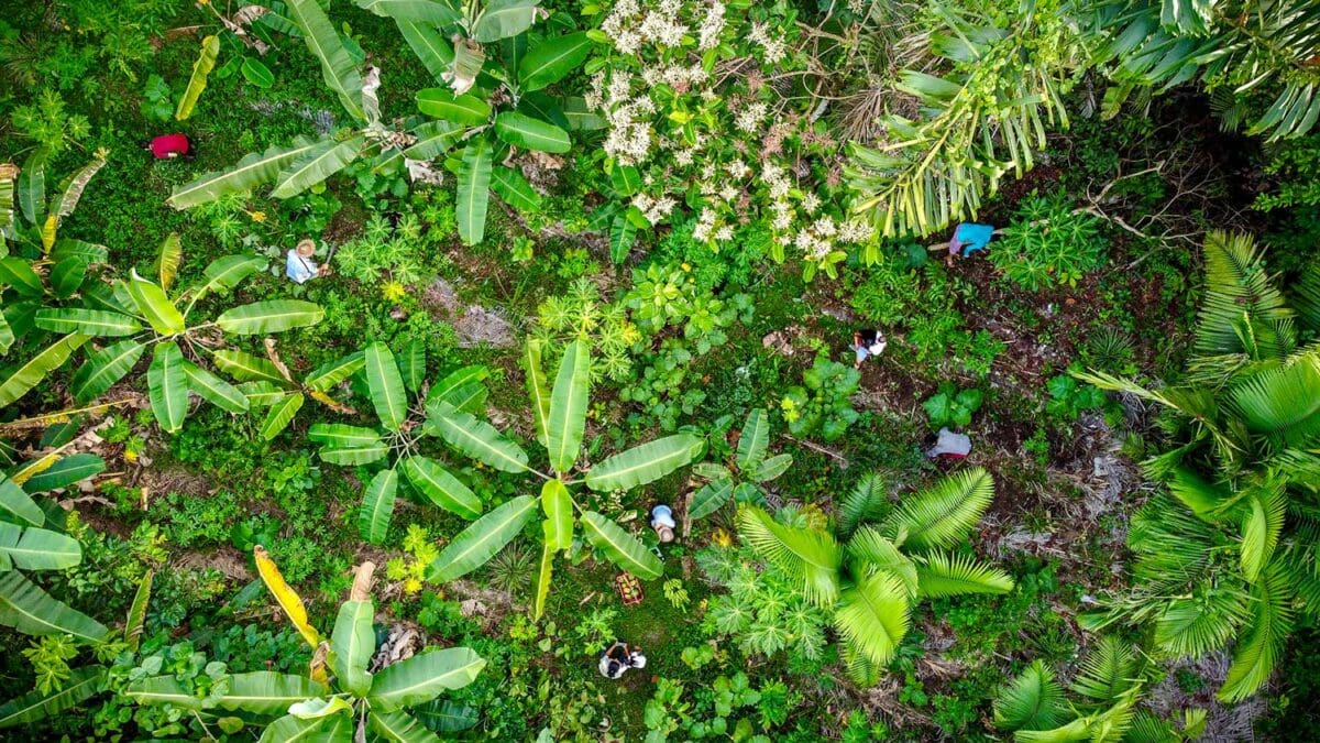 Ayahuasca Ceremony: Everything You Need To Know